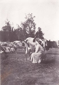 Jenny Engström mjölkar i sjöhagen