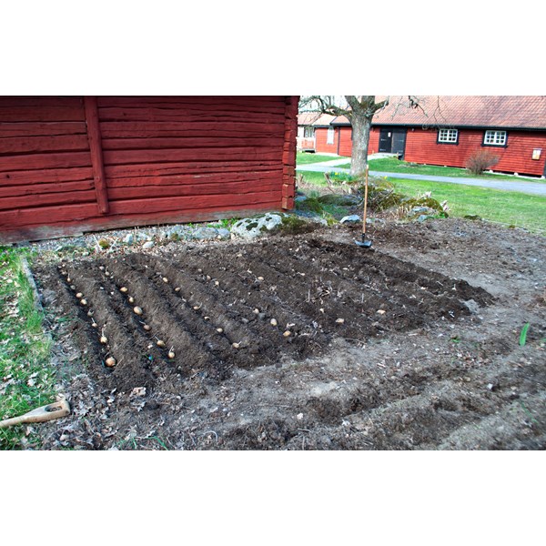 Potatisen i jorden