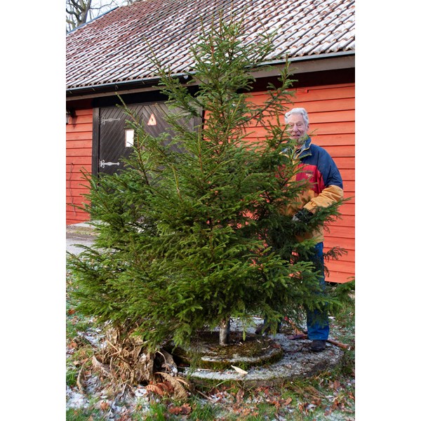 Julgran på G