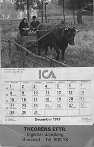 Almanackan 1975, Theoréns eft. Ingemar Sandberg. På bilden Wilhelm Karlsson, Eskilstorp med oxen Laban.