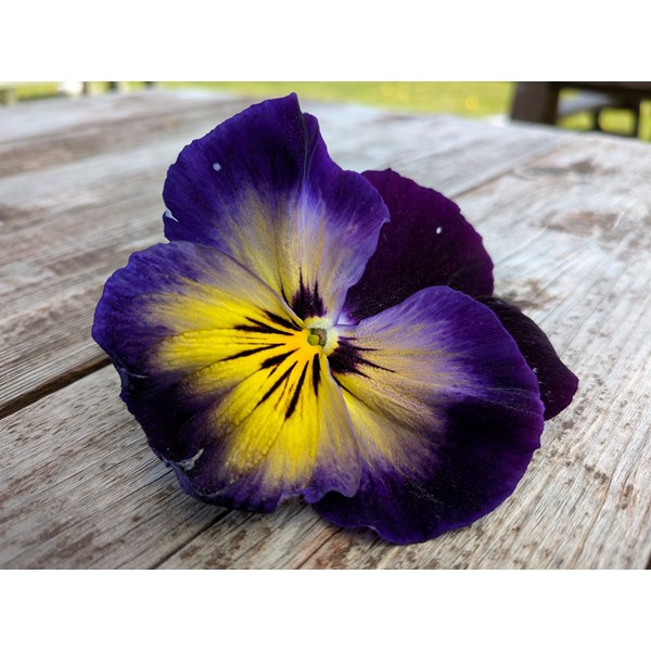 Vacker blomma.