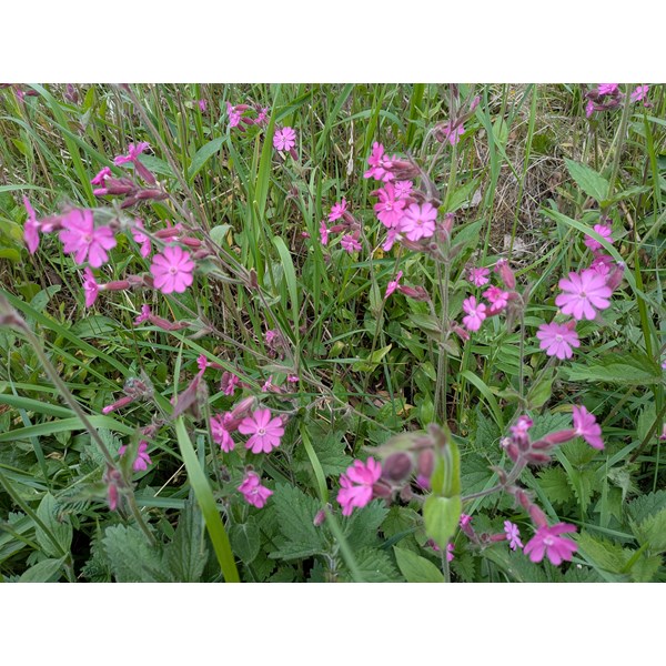 Midsommarblommor.