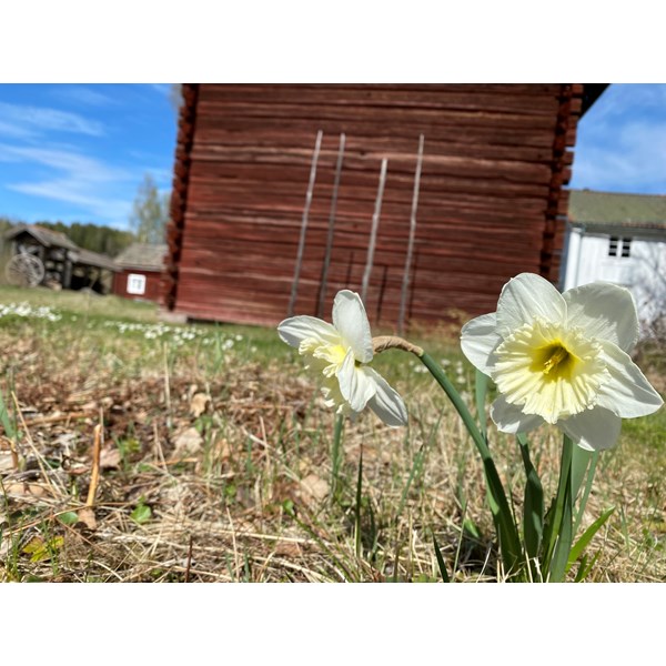 Vår i By-narciss
