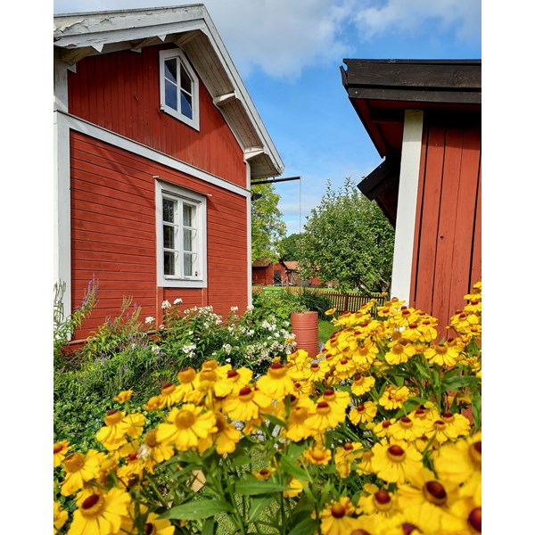 Höstblommor 2021-09-05-01