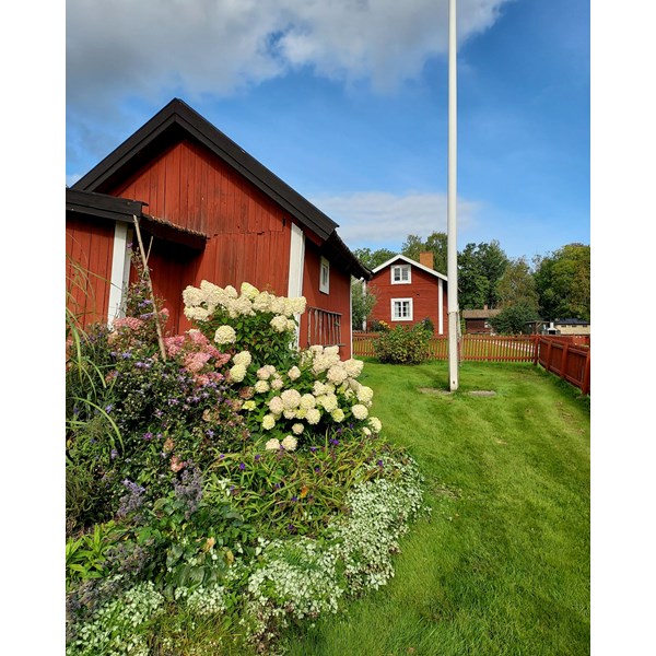 Höstblommor 2021-09-05-11