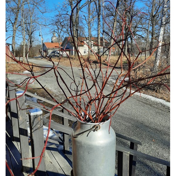 Vårdag 2022-03-20