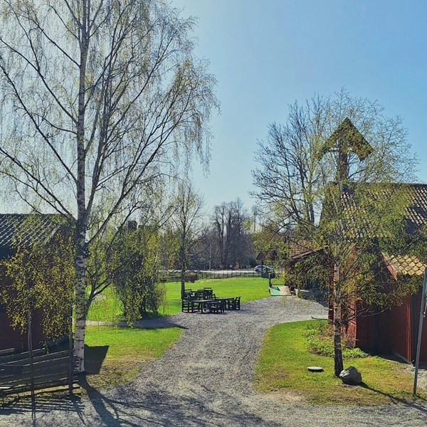 Musöron 2024-05-03