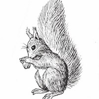 djurensvinterspår