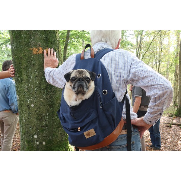 Hund i ryggsäck