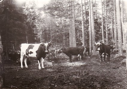 Betesdjur i Grevsäters skogen. 1902