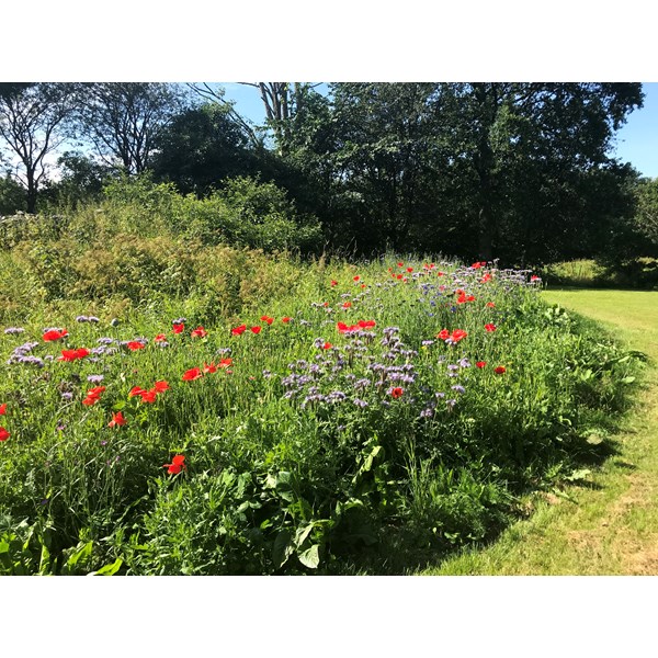 Ängsblommor