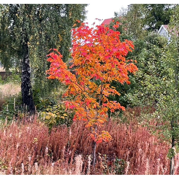 Höstbild 1