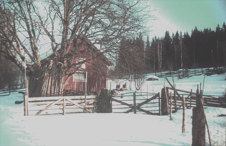 Fårhuset i snö