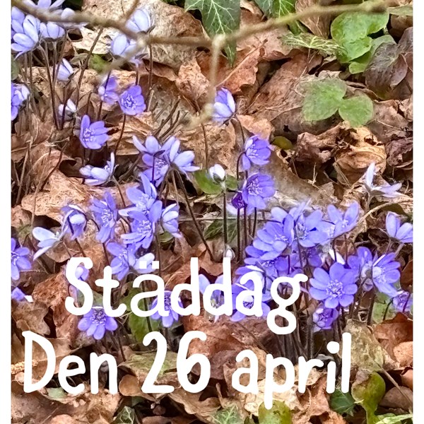  Blåsippor och vårstädning
