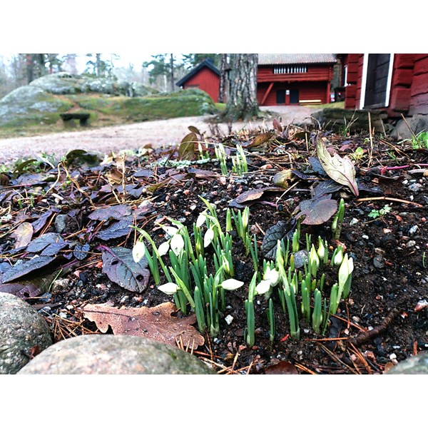 Snödroppar