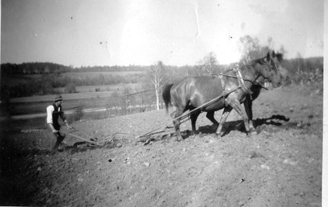 Så här gick det till före traktorns tid. På bilden ser vi den unge lantbrukaren Gösta som övertagit familjegården Anderstorp 1:6. Hästarna kan vara Biam och Pålle, två trotjänare. Åkern var en backig slänt, kallad Hällan. i bakgrunden ser man Rönneå