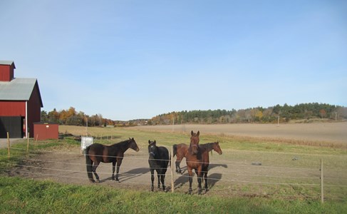 Hästar på Ulriksberg