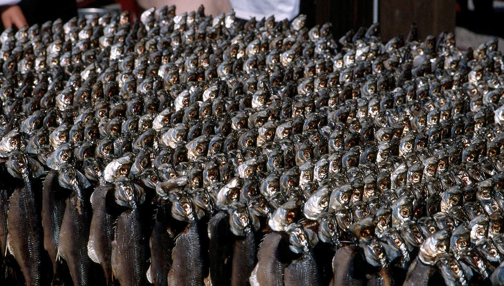 Sill och salt – oslagbar kombination