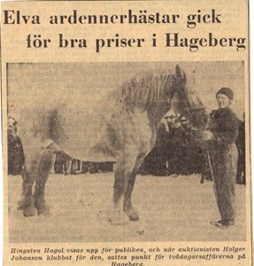 Bertil Nilsson med den sista ardennerhästen.jpg