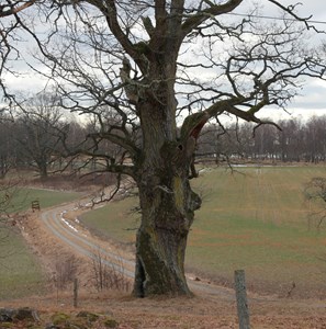 Vaktträd till Eckerstalägret